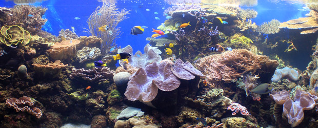 Waikiki Aquarium, Honolulu Aquarium - Adventugo