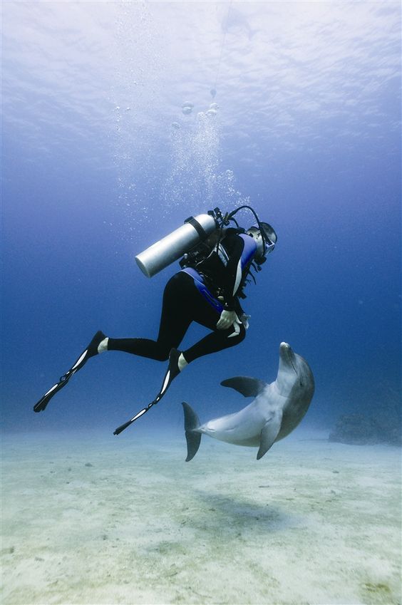 Scuba with a Dolphin!