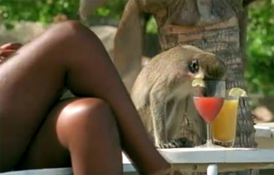 Drunk-Monkey-Caribbean
