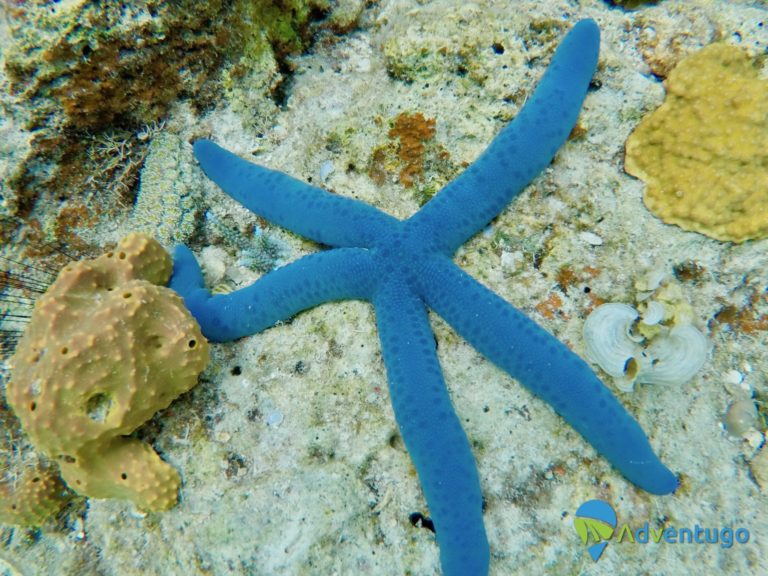 Blue Starfish at CYC beach Coron, Philippines