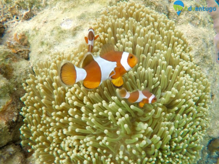 Clownfish and Anemones In Coron, Philippines. Diving Coron