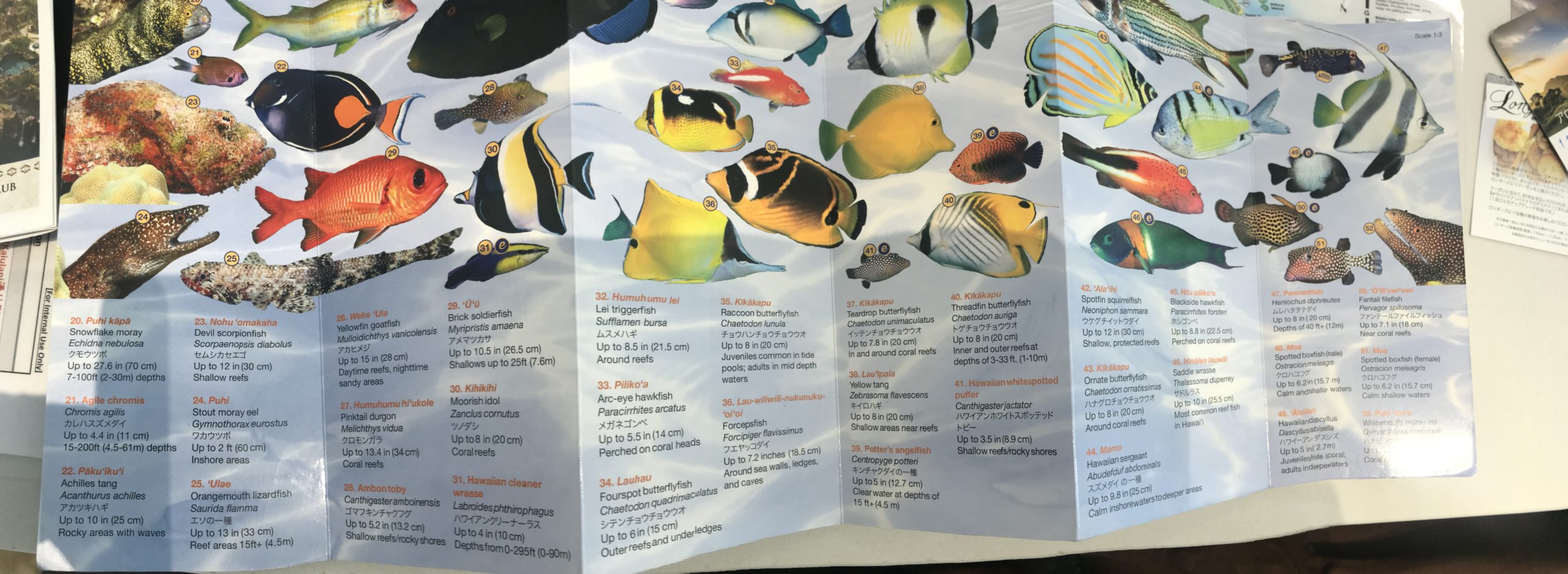 Hawaii fish species