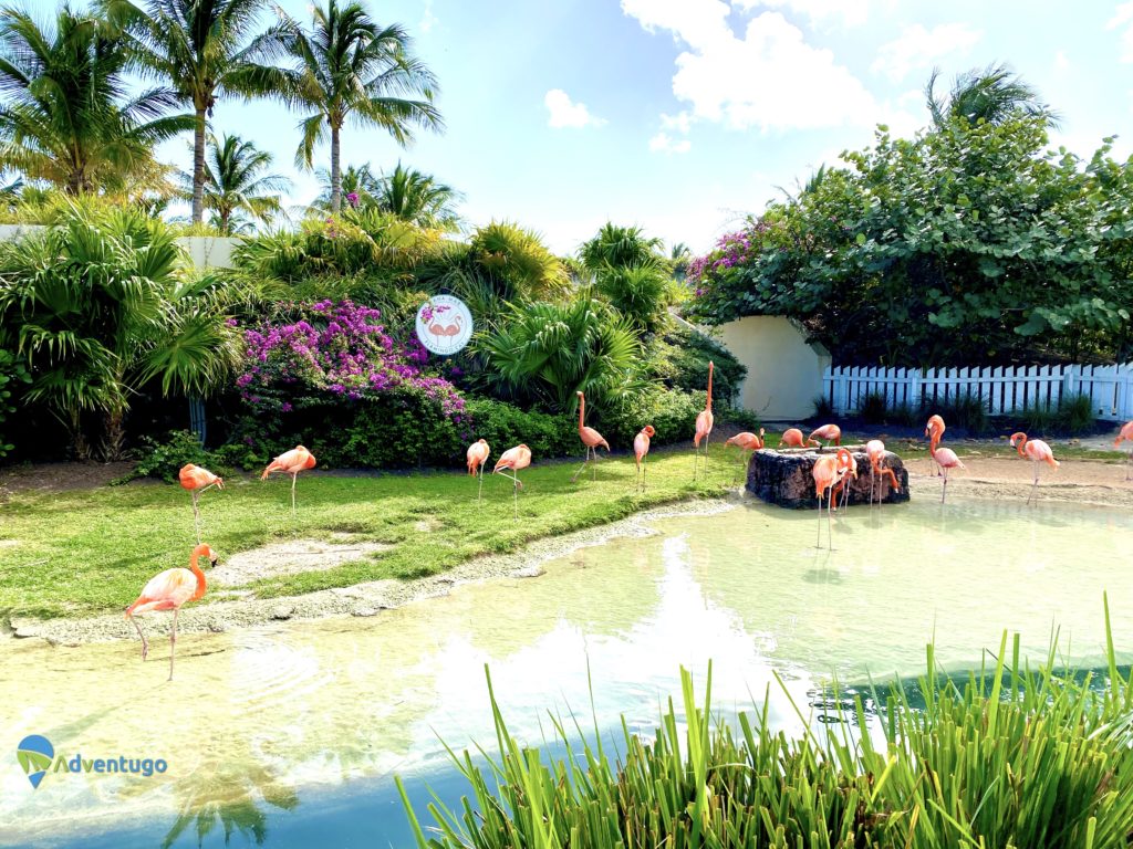 The Pink Flamingos at the Baha Mar is a free activity. How to save money in the Bahamas Tips